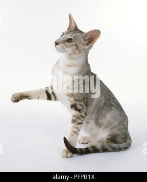 Chocolate Silber Classic Tabby Orientalisch Kurzhaar Katze mit eleganten Aussehen und slims Beine mit kleinen ovalen Pfoten, Sitzen, Ausweitung der rechten Pfote. Stockfoto