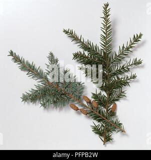 Tsuga canadensis (Eastern hemlock), Zweige mit kleinen Kegel Stockfoto