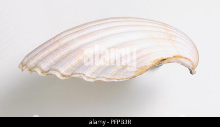 Große Jakobsmuscheln (Pecten maximus), Seitenansicht. Stockfoto