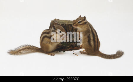 Paar Streifenhörnchen (Tamias rufus) Nibbeln Muttern von Baumstumpf, Seitenansicht Stockfoto