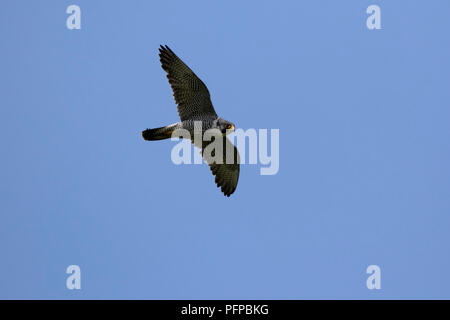 Weibliche Wanderfalken fliegen vor dem Hintergrund der Summer Blue Sky Stockfoto