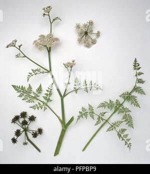 Oenanthe Aquatica (Fein-leaved Wasser dropwort), verzweigte Stängel mit dolden von Blumen, Früchten und Blättern Stockfoto