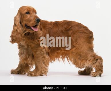 English Cocker Spaniel, keuchend, Seitenansicht Stockfoto