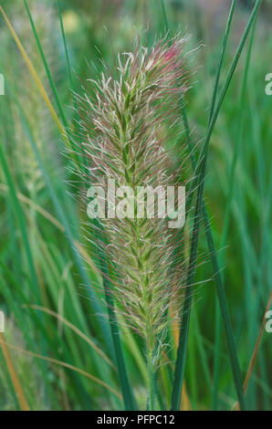 Pennisetum alopecuroides 'Hameln'. In der Nähe von Büschel-forming, dicht getuftet, immergrüne Staude Gras mit einem Borstigen grün und lila Ährchen. Stockfoto