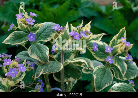 Brunnera macrophylla 'Dawson's White' (Sibirische bugloss), ausdauernde Staude mit Creme zu besichernden Blätter, behaarte Stängel und die kleinen blauen Blüten, Nahaufnahme Stockfoto