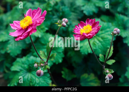 Anemone hupehensis var. japonica 'Prinz Heinrich' (Cuneata), mehrjährige Pflanze mit zwei lange angepirscht, dunkel rosa Blüten mit gelber Mitte und Knospen mit grünen Blättern. Stockfoto