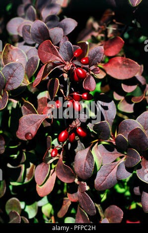 Berberis thunbergii 'Golden Ring" (japanische Berberitze, Thunberg berberitze), Blätter, Früchte entwickelt und roten Beeren Stockfoto