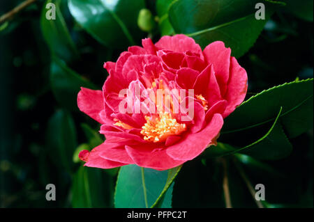 Camellia japonica 'Blut von China' ('Victor Emmanuel"), tief rosa Blume und immergrüne Blätter, close-up Stockfoto