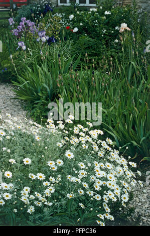 Lagurus ovatus (Hare tail Gras) und Blumen von Anthemis punctata ssp cupaniana (Kamille) Stockfoto