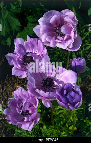 Anemone coronaria 'De Caen Gruppe', öffnen und Öffnen lila Blumen, close-up Stockfoto