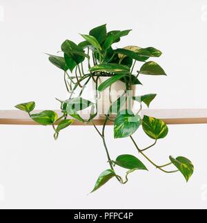 Epipremnum aureum 'Marble Queen' (Devil's Efeu) im Blumentopf auf dem Regal  Stockfotografie - Alamy