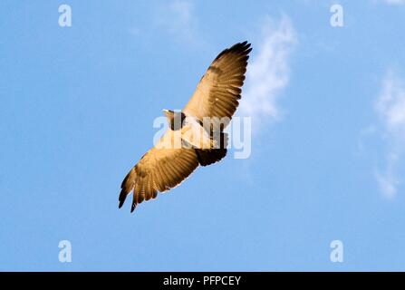 Peru, Colca Canyon, La Cruz del Condor (Condor-Suche), Andenkondor (Vultur Kondor) im Flug Stockfoto