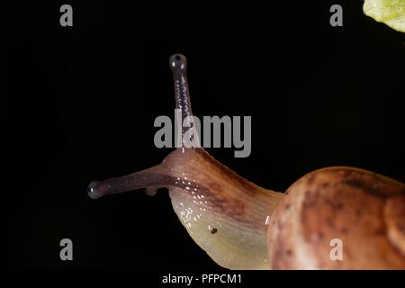 Garten Schnecke (Helix aspersa), mit Tentakeln am Kopf, close-up Stockfoto