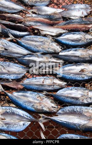 Thailand, Ko Si Boya, Fische trocknen auf Net Stockfoto