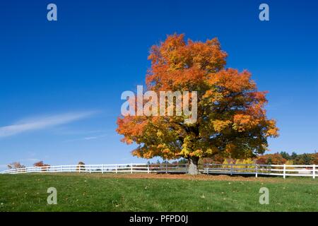 USA, New Hampshire, Baum mit voller Herbst Laub im Feld von weissen Lattenzaun auf Schloss in den Wolken Immobilien umgeben Stockfoto