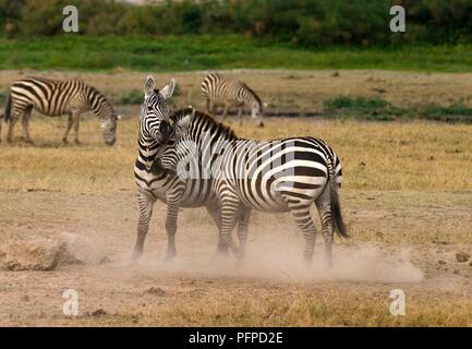 Kenia, Amboseli National Park, Burchell's Zebra spielen - kämpfen, während zwei andere Zebras im Hintergrund Weiden Stockfoto