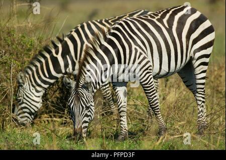 Kenia, in der Nähe von Nairobi, Nairobi National Park, ein paar Burchell's Zebras grasen, Seitenansicht Stockfoto