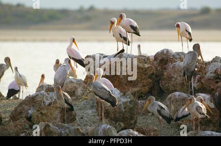 Kenia, Rift Valley, Lake Magadi, einer Gruppe von Yellow-billed Störche (mycteria Ibis) auf den Felsen am Ufer des Sees Stockfoto