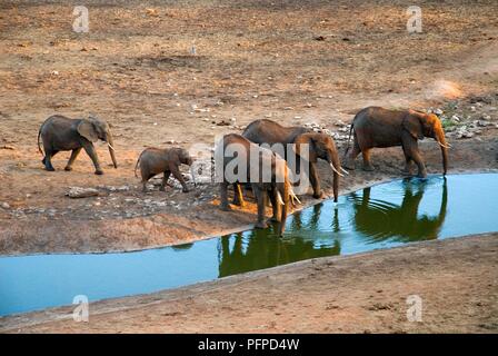 Kenia, Taita Hills Wildlife Sanctuary, Elefanten am Wasserloch Stockfoto