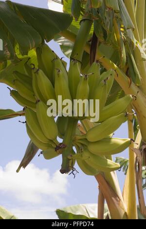 Kenia, Lamu Archipel, Pastete Insel, Bananen Baum Früchte trägt. Stockfoto