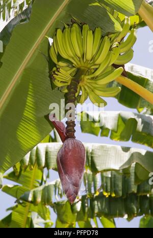 Kenia, Lamu Archipel, Pastete Insel, Banane Baum Frucht und Blume Stockfoto