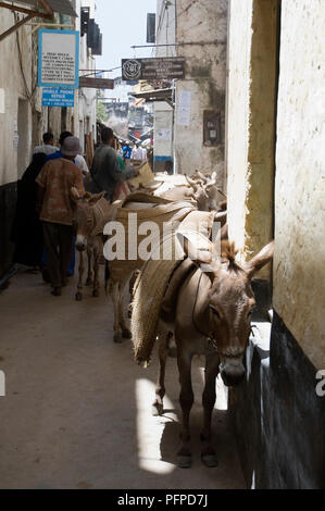 Kenia, Lamu Island, Esel und Menschen auf der Gasse in der Altstadt Stockfoto