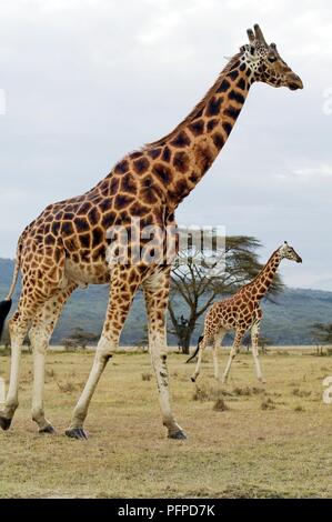 Kenia, Rift Valley, Lake Nakuru National Park, zwei Rothschild Giraffen (Giraffa Camelopardalis victoriae) wandern, Seitenansicht Stockfoto