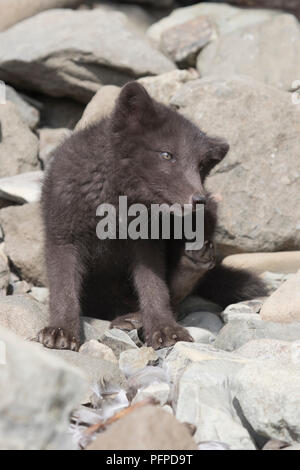 Welpen Kommandeure Blue Arctic fox, das sich Kratzer hinter dem Ohr in der Nähe der Einfahrt zum Loch Stockfoto