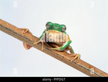 Orange-seitig leaf Frog (Phyllomedusa hypochondrialis) auf einen Stiel, Vorderansicht Stockfoto