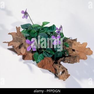Viola odorata (violett) Blumen umgeben von braunen Blätter Stockfoto