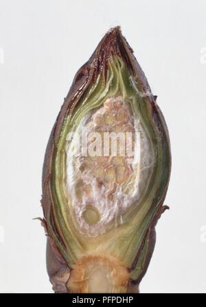 Water Lilly (Nymphaeaceae) Bud, Querschnitt Stockfoto