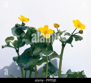 (Kingcup Caltha palustris, Sumpfdotterblume) mit leuchtend gelben Blüten, Knospen und grüne Blätter Stockfoto