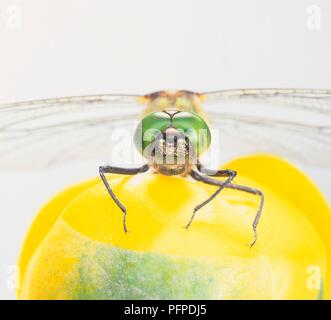 Libelle auf gelbe Blume, Nahaufnahme Stockfoto