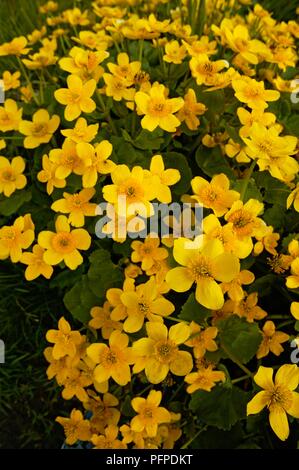Island, Reykjavik, Insel Videy, Caltha palustris (sumpfdotterblume) Stockfoto