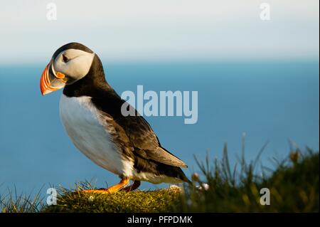 Island, Latrabjarg, Papageitaucher (Fratercula arctica) auf dem Rand einer Klippe mit Blick auf das Meer, Seitenansicht Stockfoto