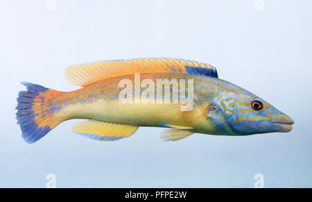 Ein männlicher Kuckuck lippfisch (Labrus Mixtus), Seitenansicht Stockfoto