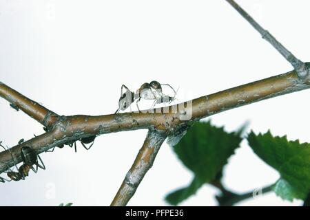 Waldameise (Formica rufa) Angriff auf ein anderes Insekt auf Ast Stockfoto