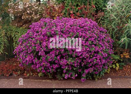 Aster novae-angliae 'Purple Dome' (New England aster) Lager lila Blüten Stockfoto