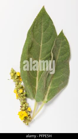 Molène thapsus (Gemeinsame königskerze), Blumen und Blätter Stockfoto