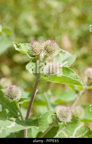 Arctium lappa (Asperula odorata) Pflanze mit Blüten und Blätter Stockfoto