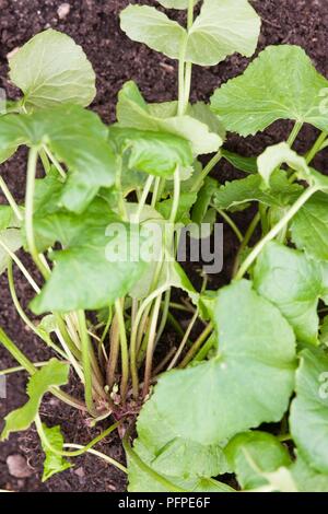 Grüne Centella asiatica (Gotu Kola) Blätter der Pflanze im Boden wachsenden Stockfoto