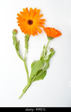 Helles orange Calendula officinalis (Ringelblume), Knospen und grüne Blätter auf Schaft Stockfoto