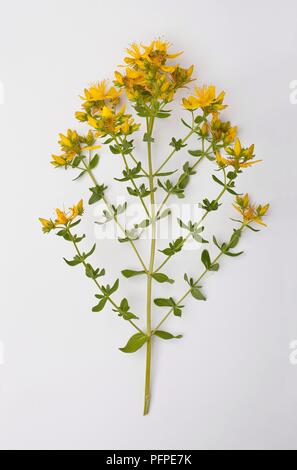 Kleine gelbe Hypericum perforatum (Johanniskraut) Blüten, Knospen und grüne Blätter auf langem Stiel Stockfoto