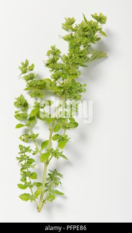 Melissa Officinalis (Melisse) auf langem Stiel Stockfoto