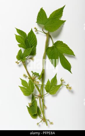 Neue Blume Kegel von Humulus lupulus (Common hop) und grüne Blätter auf langen Stielen Stockfoto