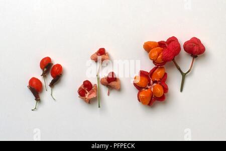 Euonymus hamiltonianus (Spindel) Früchte und Samen Stockfoto