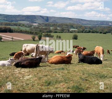 Kuhherde ruht in einem Feld Stockfoto