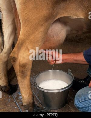 Eine Kuh von Hand gemolken, close-up Stockfoto