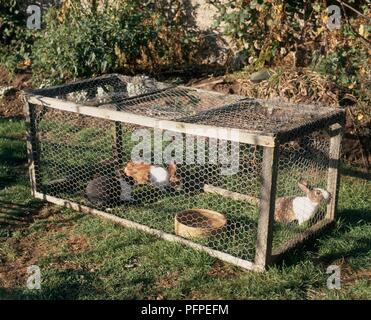 Kaninchen im Stall Stockfoto