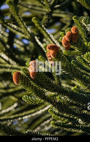 Chile, Araucania region, Nationalpark Tolhuaca, Araucaria araucana (Monkey Puzzle Tree), close-up auf Zweige und männlichen Kegel Stockfoto